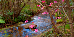 Stream with flowers